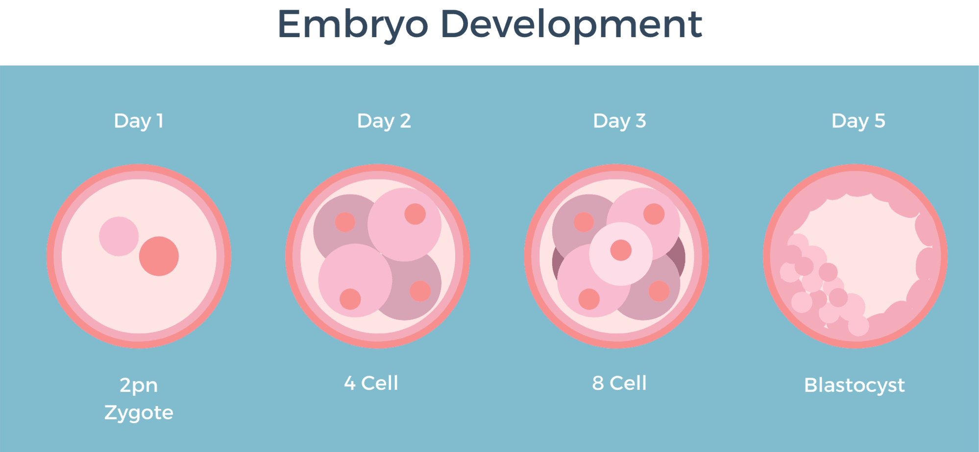 Embryo Grading and Development